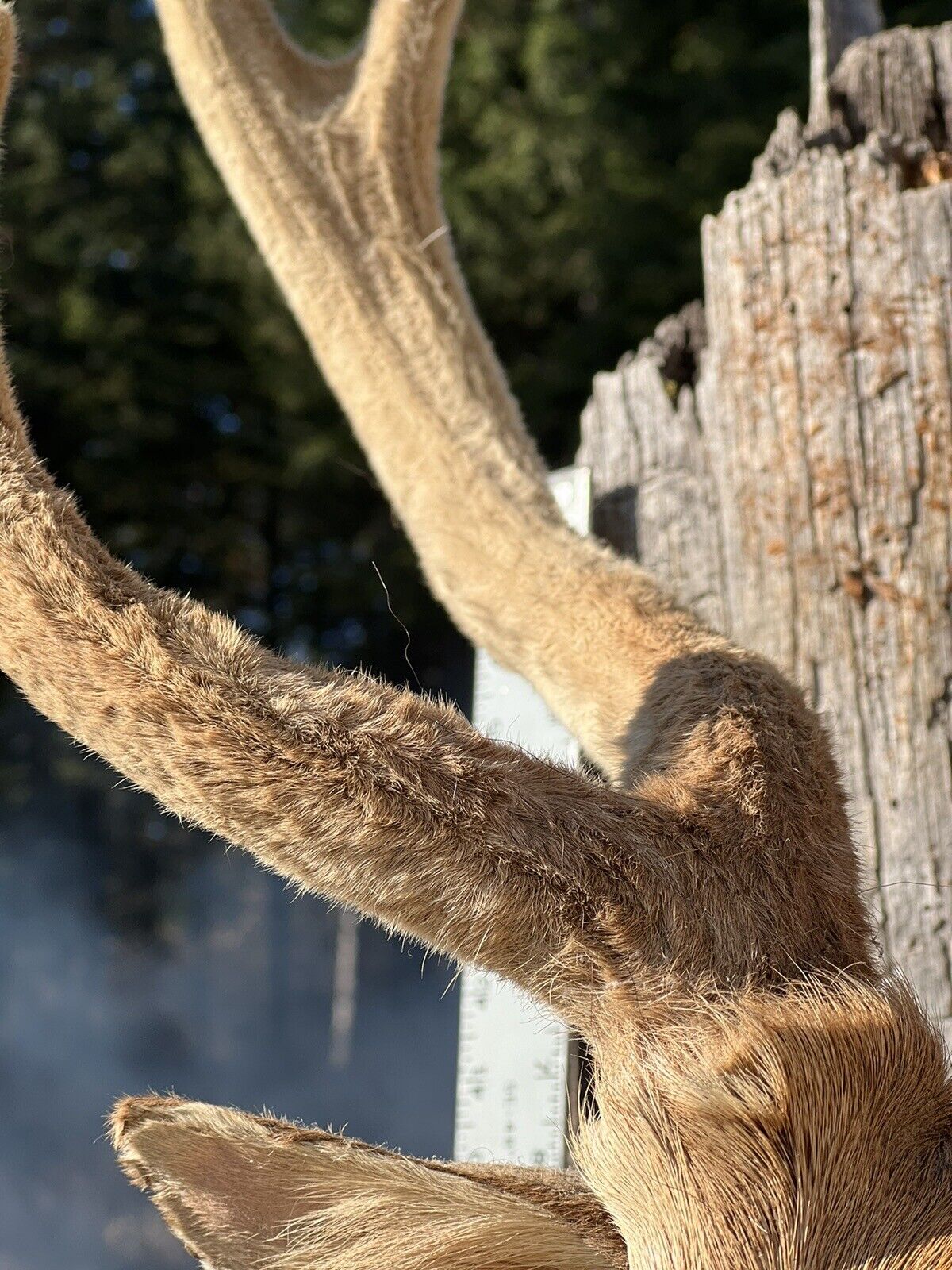 Axis Deer Real Velvet Antler  Taxidermy Wall Shoulder Mount