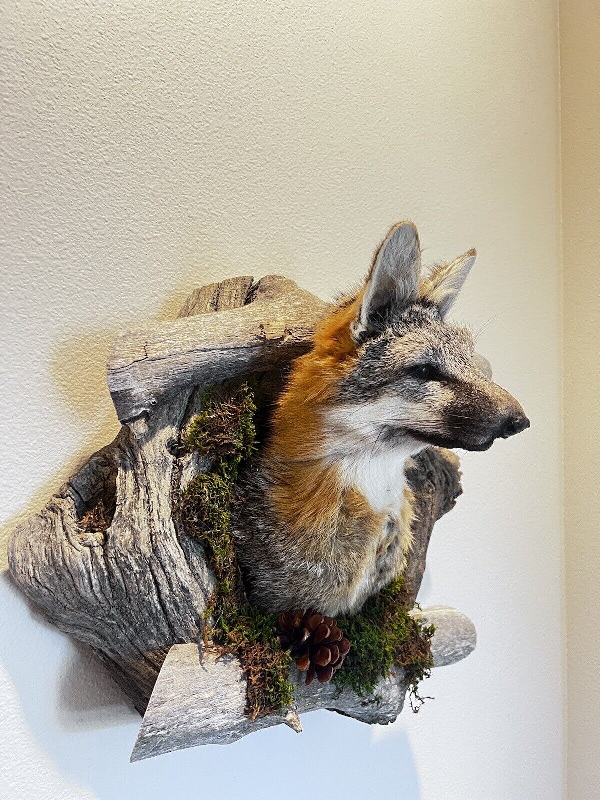 New Beautiful Gray Fox Red Fox Den Taxidermy Wall Mount