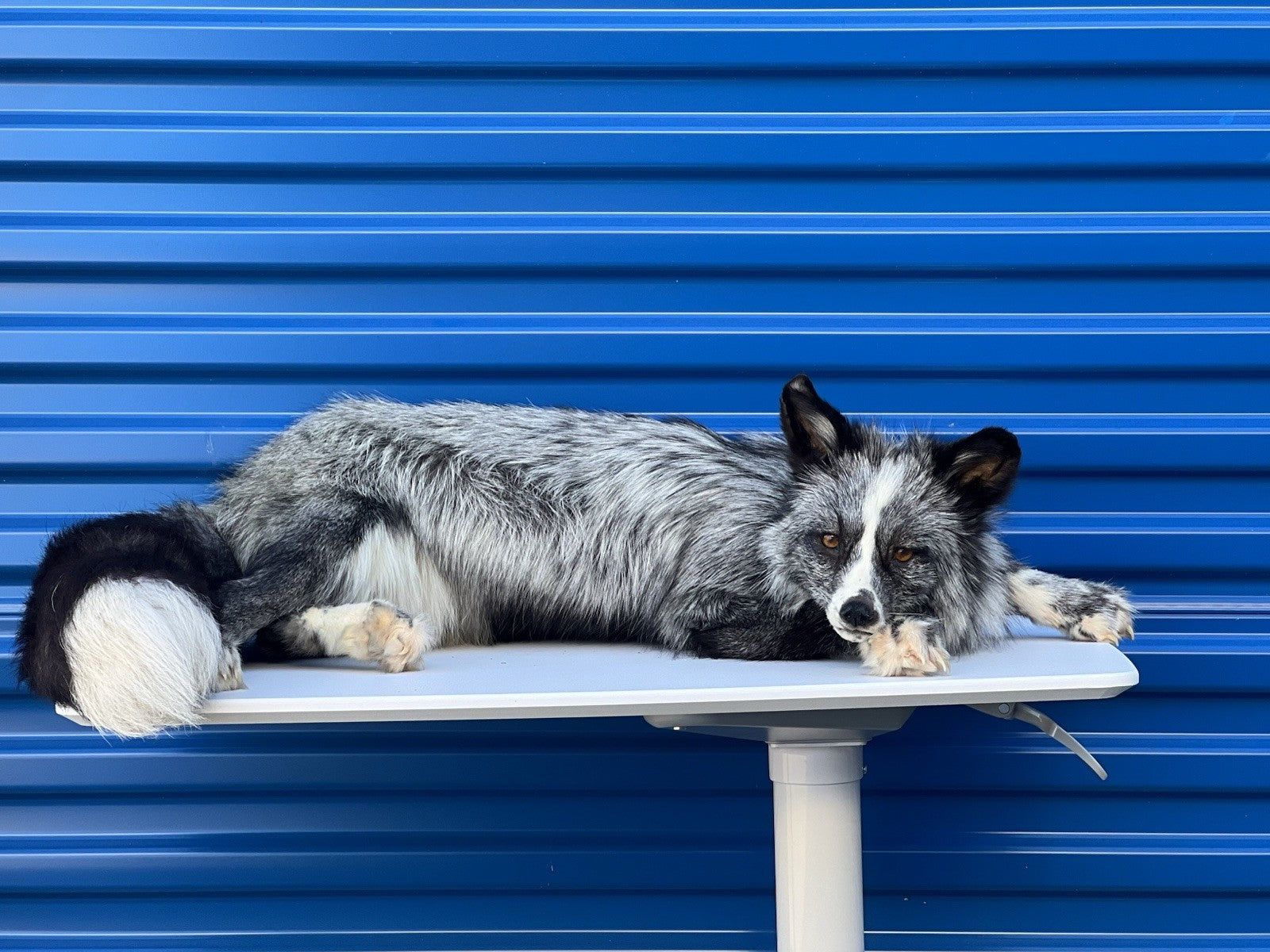 Beautiful Darker Silver Fox Softmount  Taxidermy