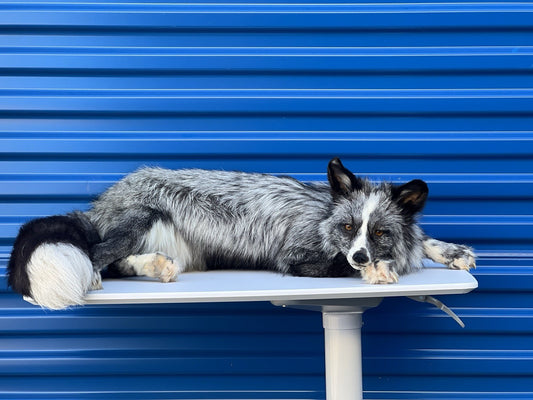 Beautiful Darker Silver Fox Softmount  Taxidermy