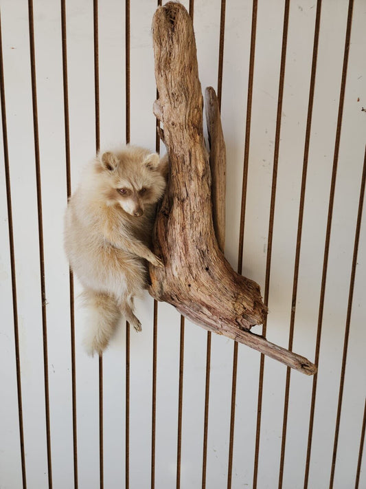 Blonde / Albino Raccoon Full Body Taxidermy Mount