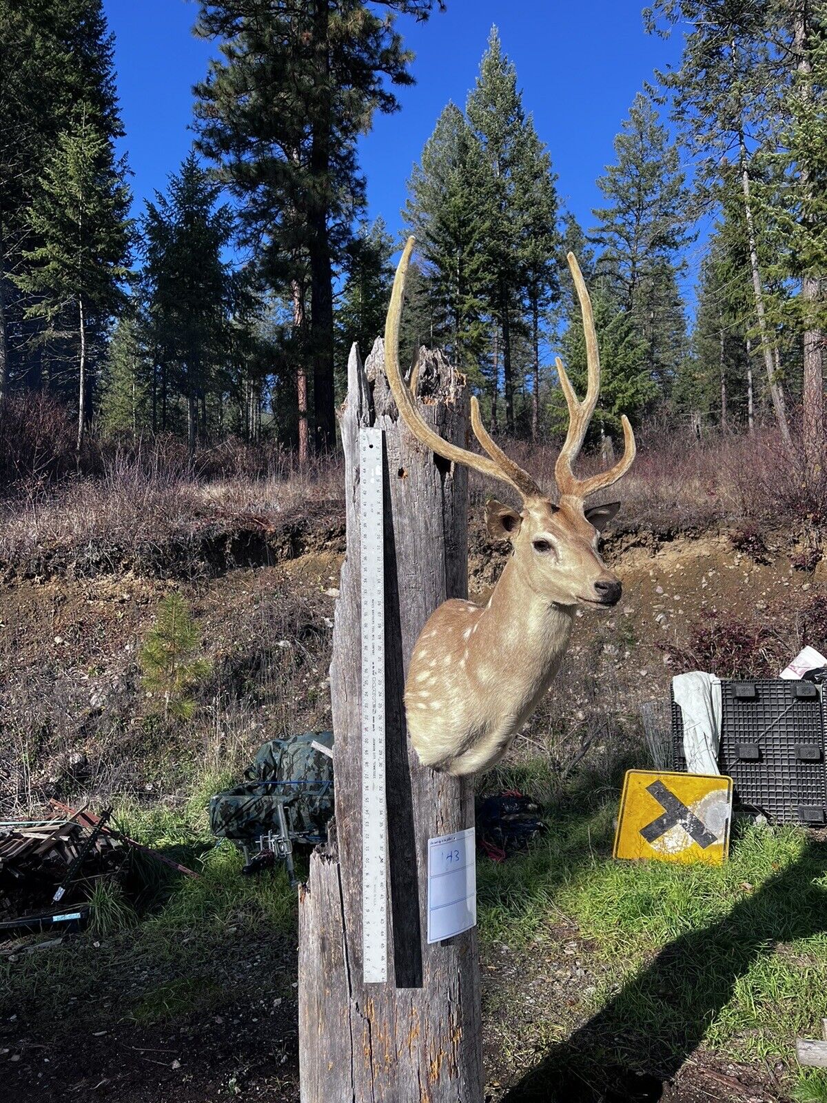 Axis Deer Real Velvet Antler  Taxidermy Wall Shoulder Mount