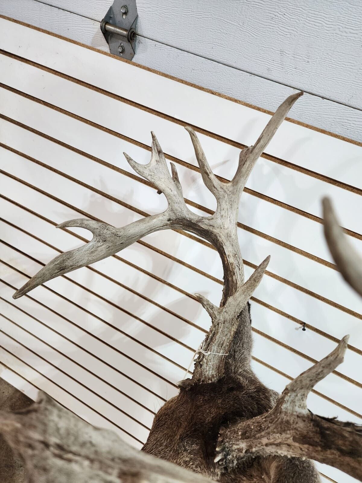 White Tail Deer Real  Antler  Taxidermy Wall Mount- shoulder mount