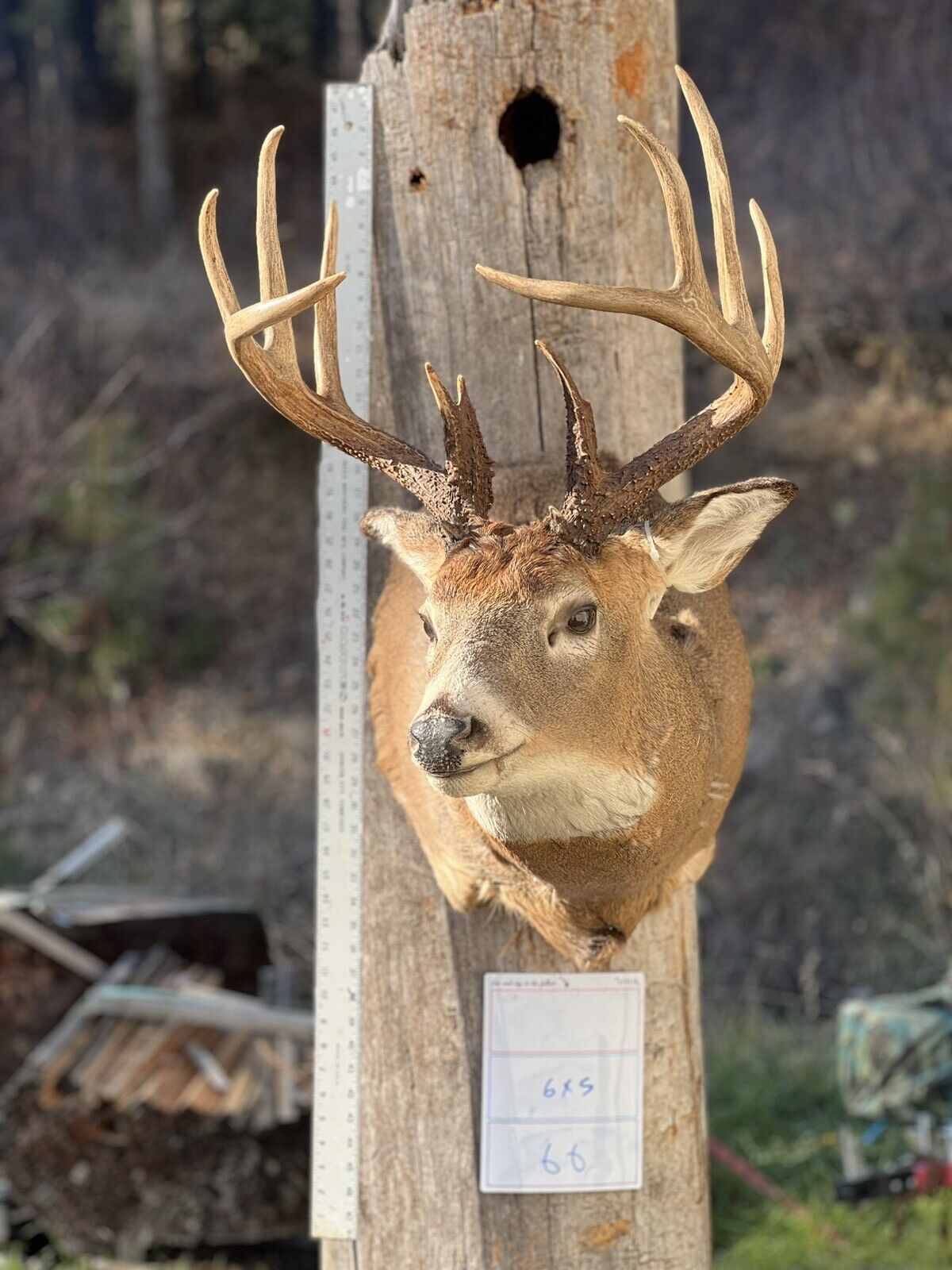 Shoulder Mount   White Tail Deer Real  Antler  Taxidermy Wall Mount 6X5