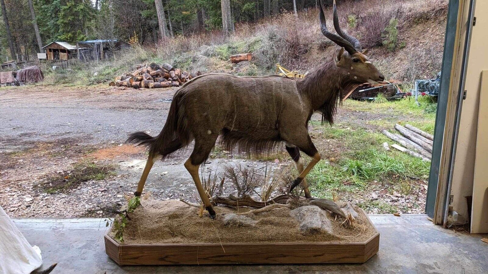 Nyala  Full Size Taxidermy Mount