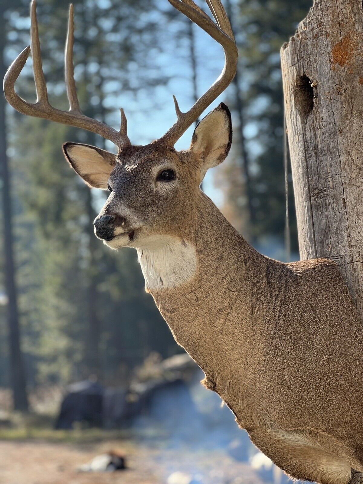 Shoulder Mount   White Tail Deer Real  Antler  Taxidermy Wall Mount