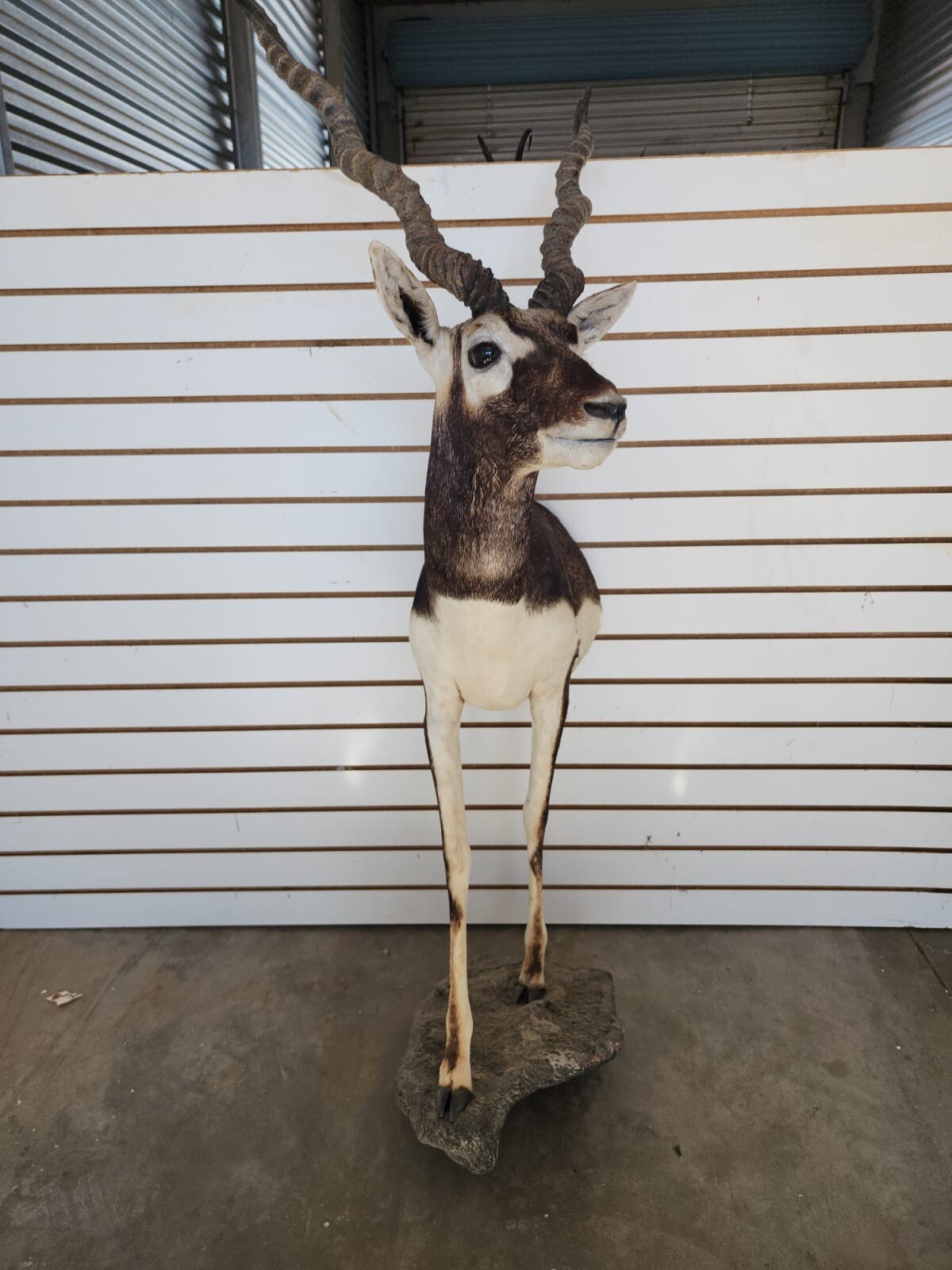 Indian Black Buck Half Body Taxidermy Mount