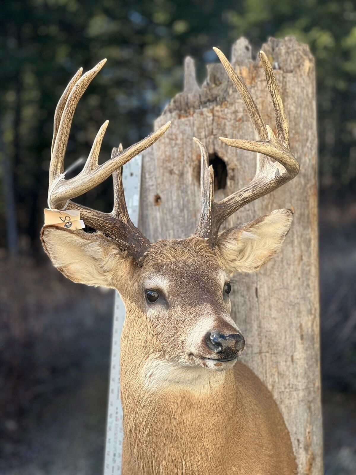 Shoulder Mount   White Tail Deer Real  Antler  Taxidermy Wall Mount