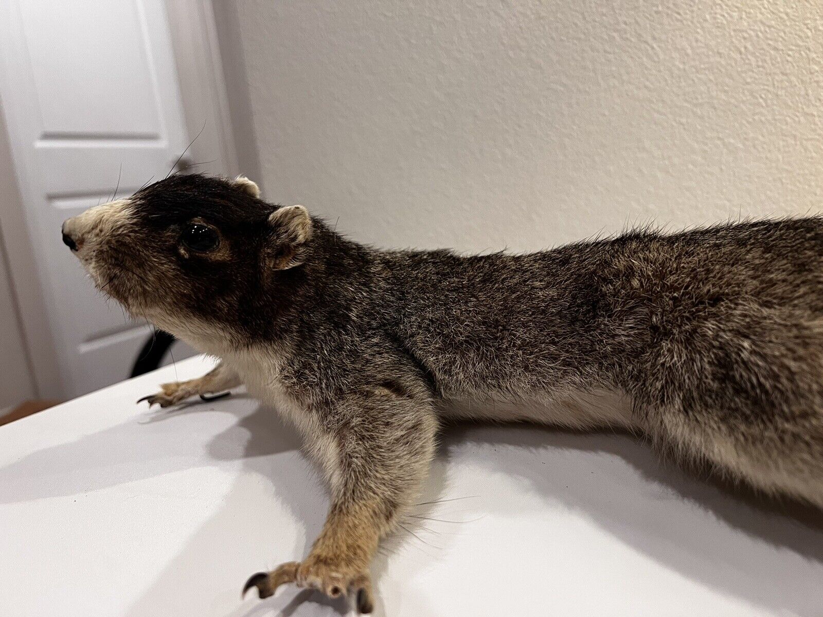 Flying Squirrel Beautiful Adorable Taxidermy Wall-Mount Wooden Base