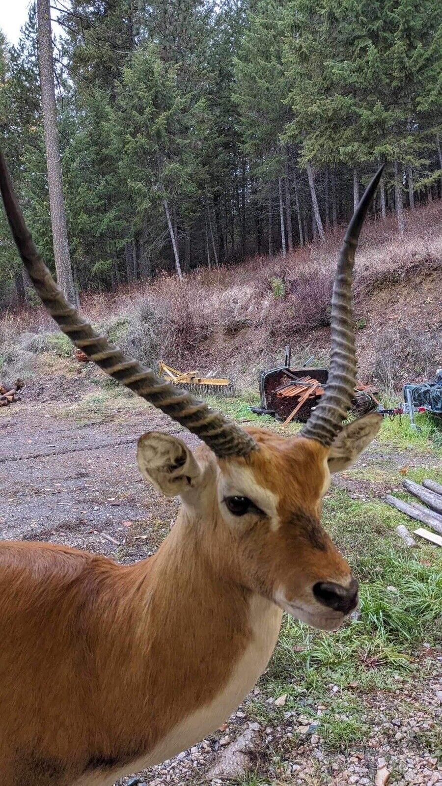 African Gazelle| Deer|  Kafue Flats Lechwe Full Body Taxidermy Mount