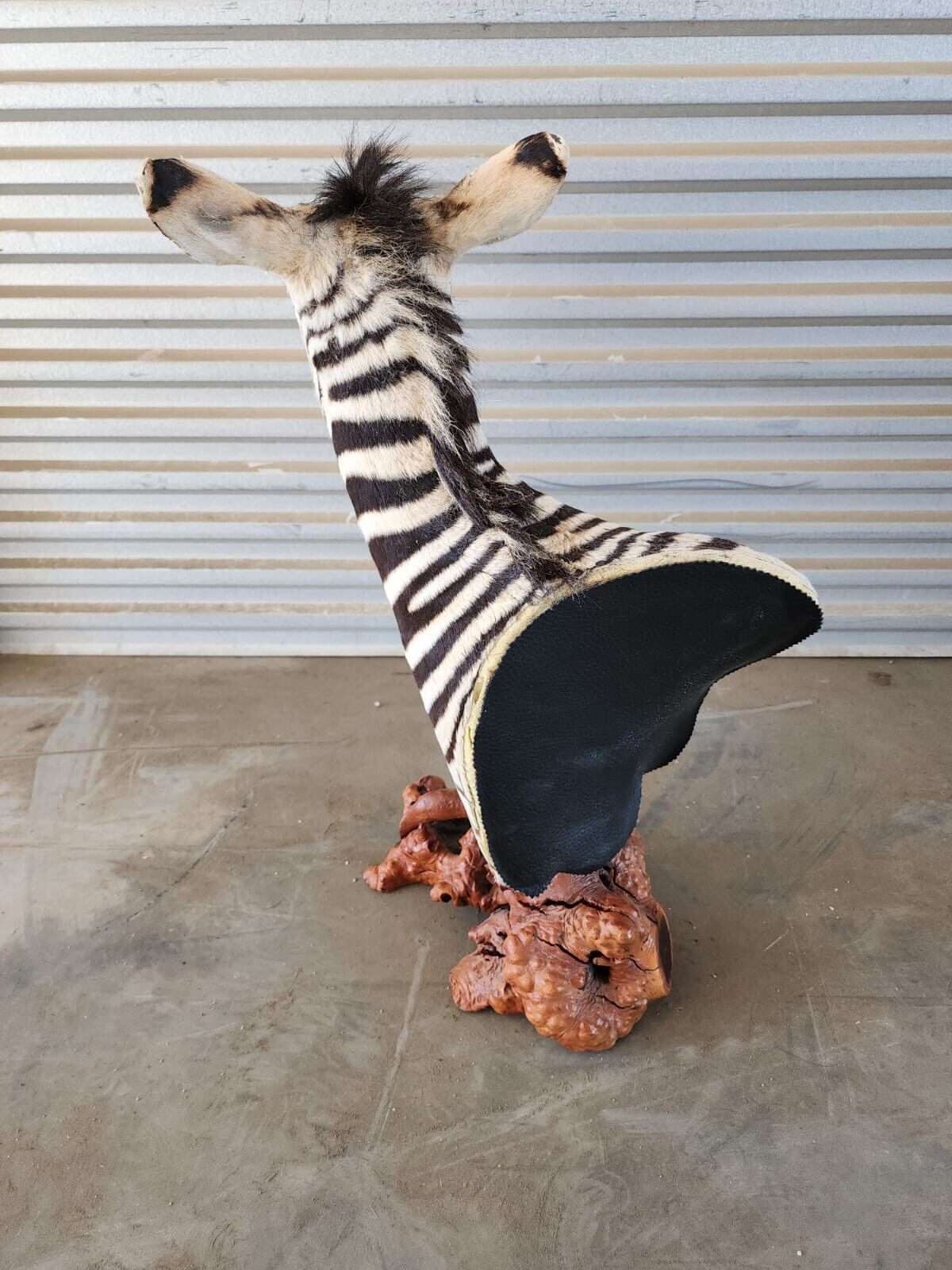 BURCHELL AFRICAN TROPHY BABY ZEBRA SHOULDER MOUNT | TAXIDERMY ON PEDESTAL MOUNT