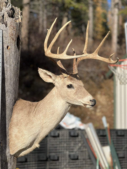Shoulder Mount   White Tail Deer Real  Antler  Taxidermy Wall Mount