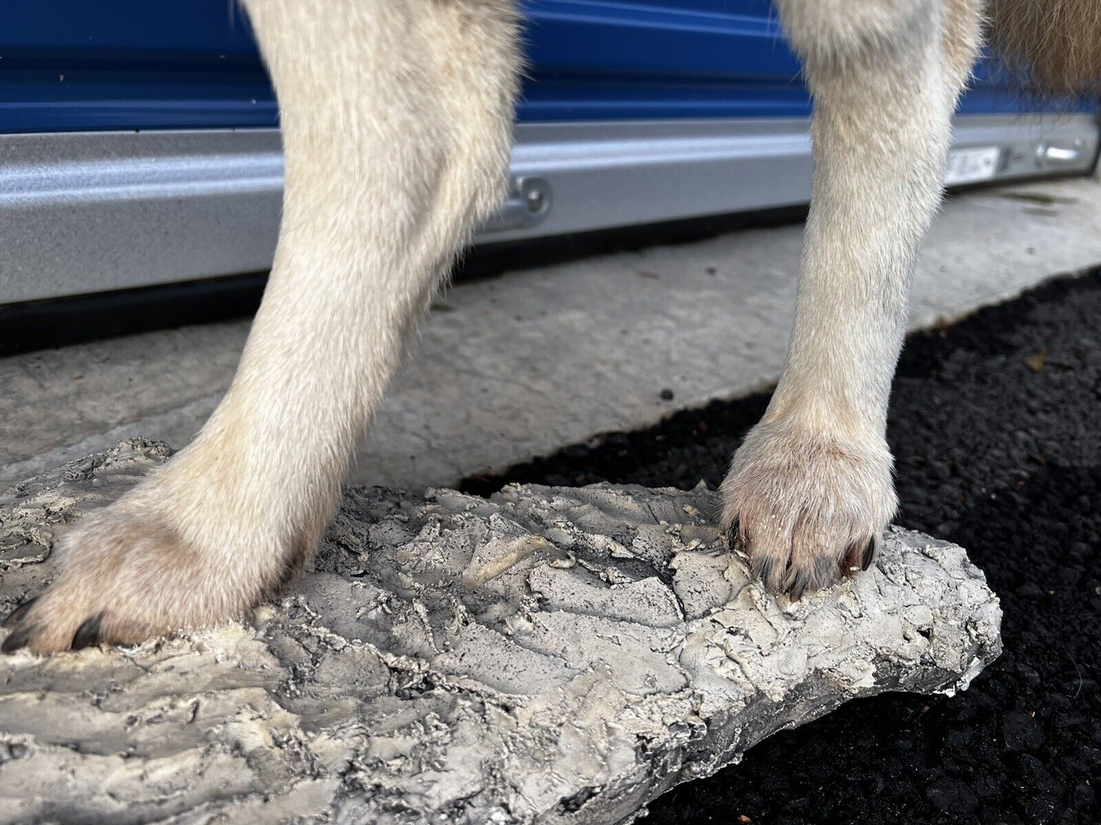 Beautiful Howling Coyote Taxidermy Life Size Mount