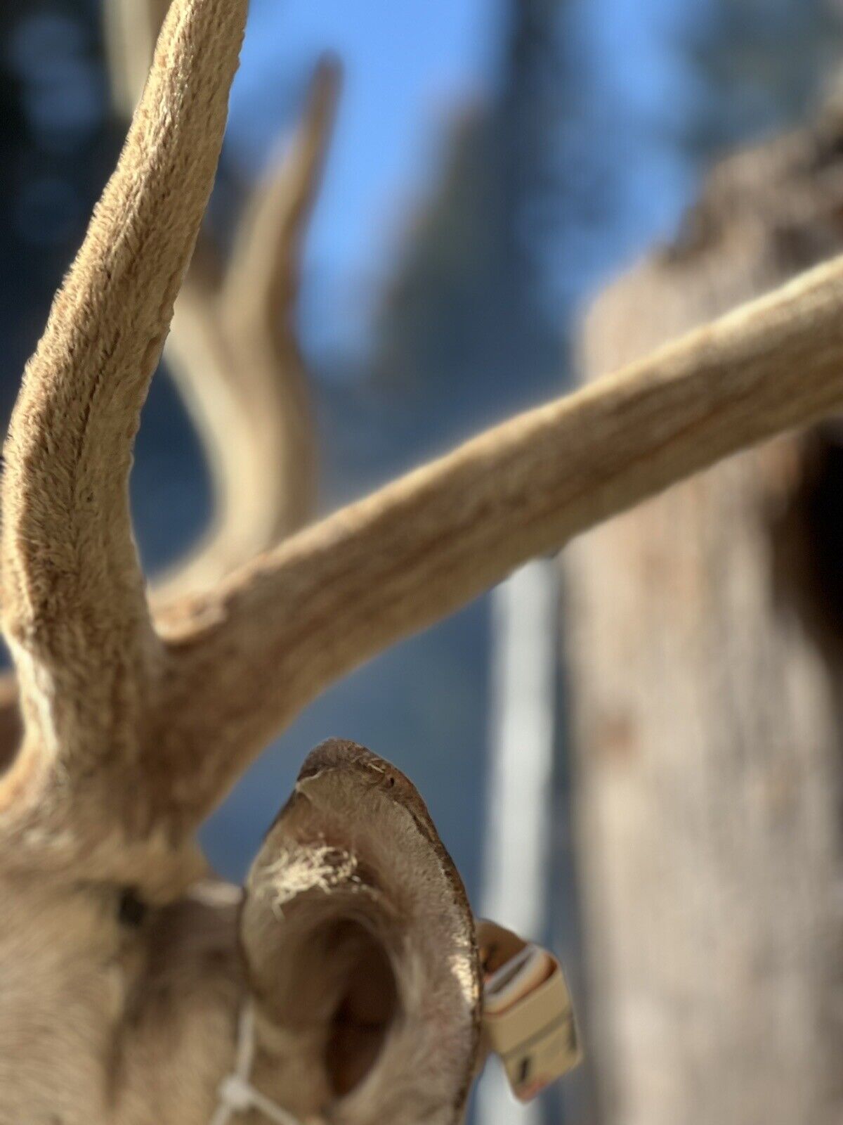 Axis Deer Real Velvet Antler  Taxidermy Wall Shoulder Mount