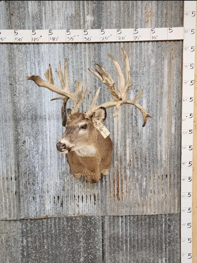 White Tail Deer Real  HUGE Antler  Taxidermy Wall Mount 300 CLASS ANTLERS