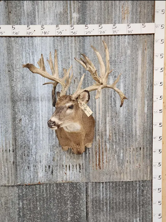 White Tail Deer Real  HUGE Antler  Taxidermy Wall Mount 300 CLASS ANTLERS
