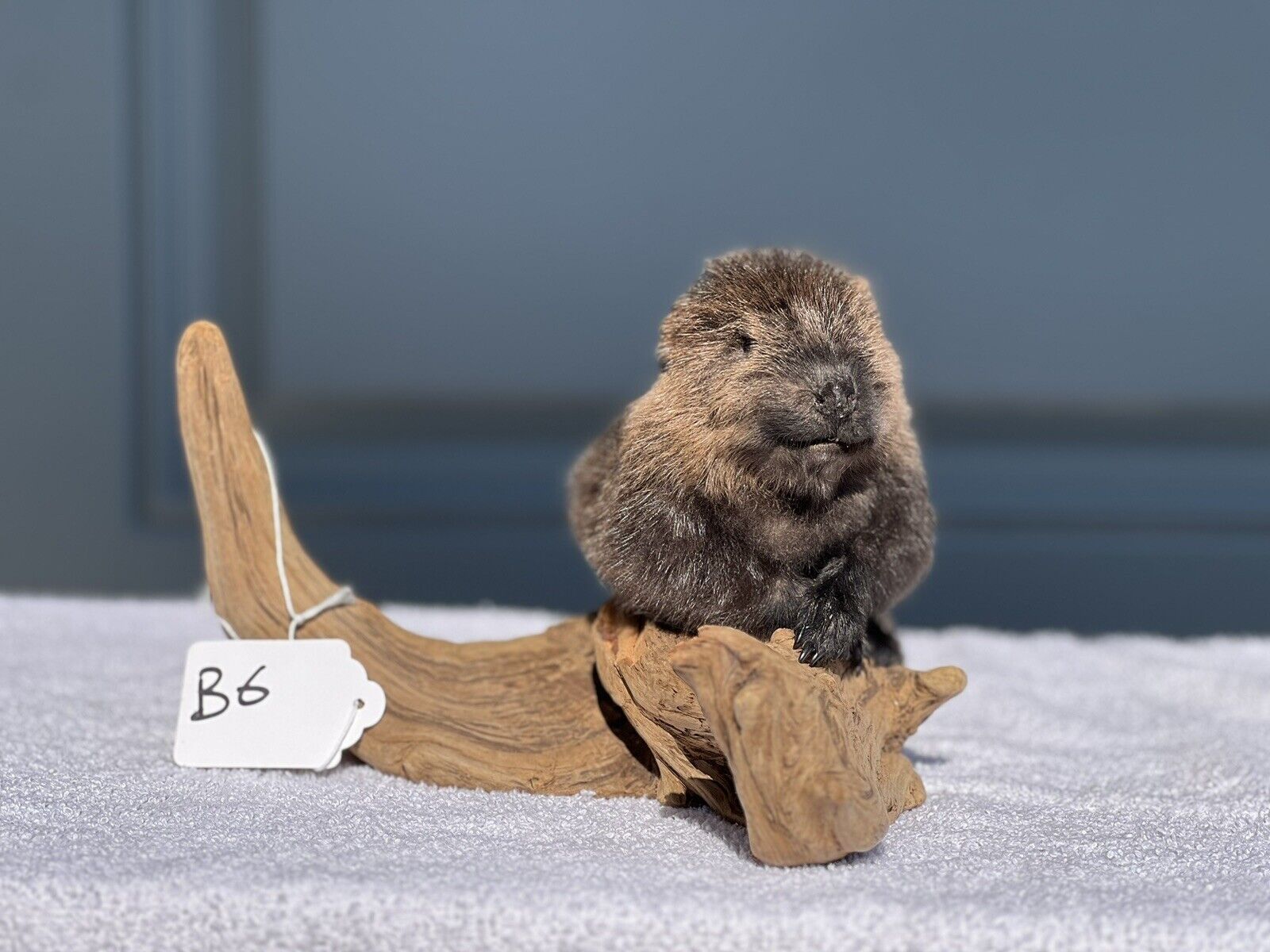Museum Quality Beautiful Adorable Fatty Beaver Kit Taxidermy Mount Art Wildlife