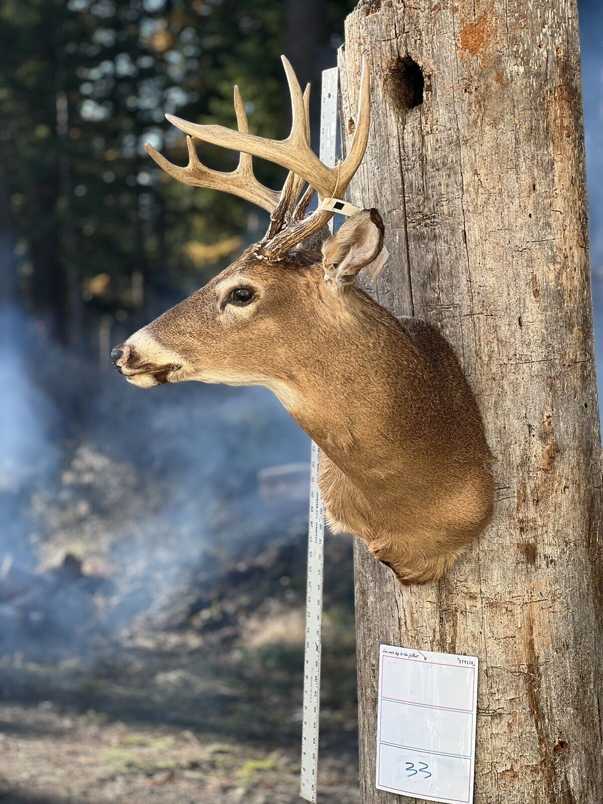 Shoulder Mount   White Tail Deer Real  Antler  Taxidermy Wall Mount