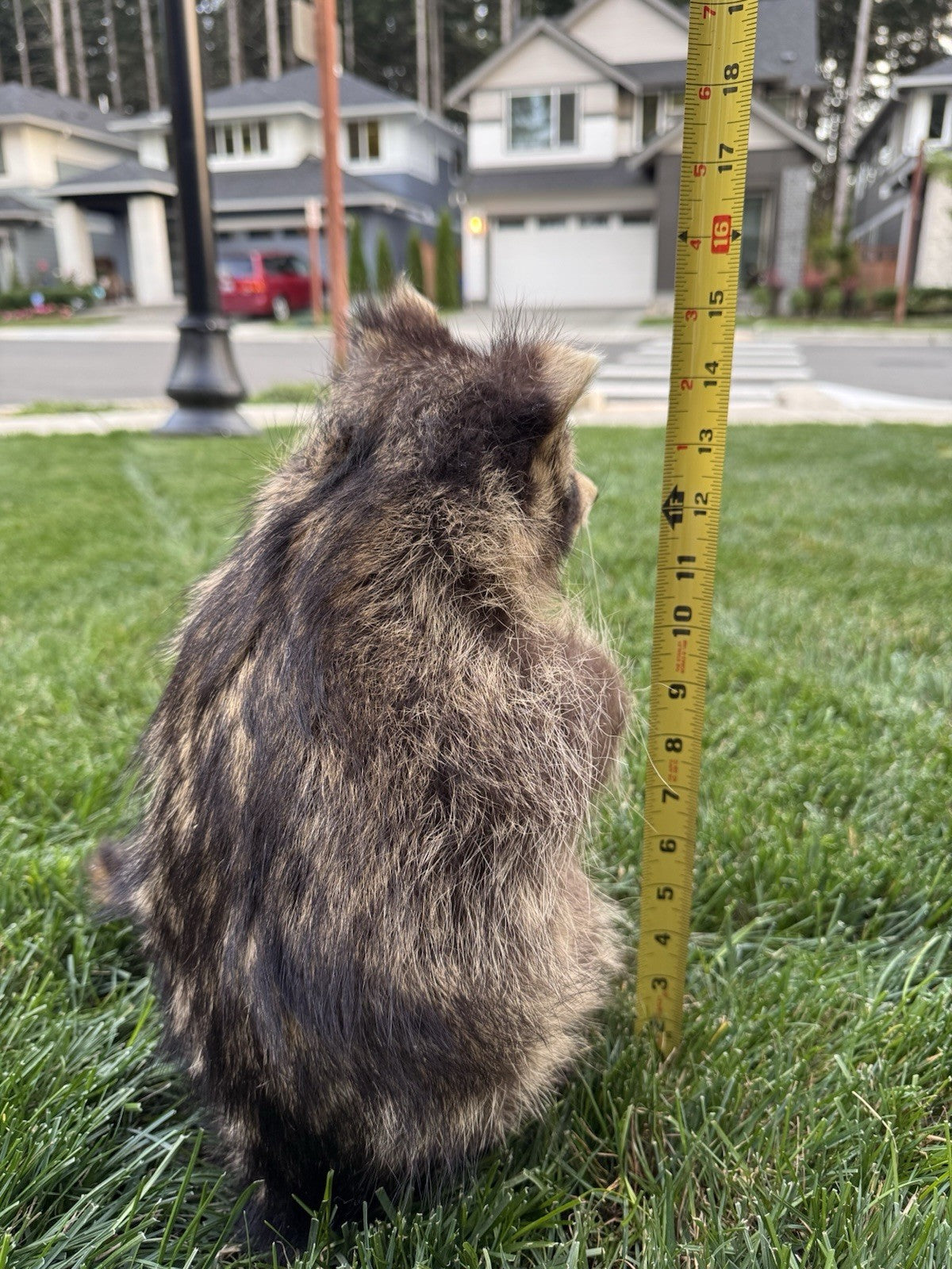 Raccoon Full Body Taxidermy Mount