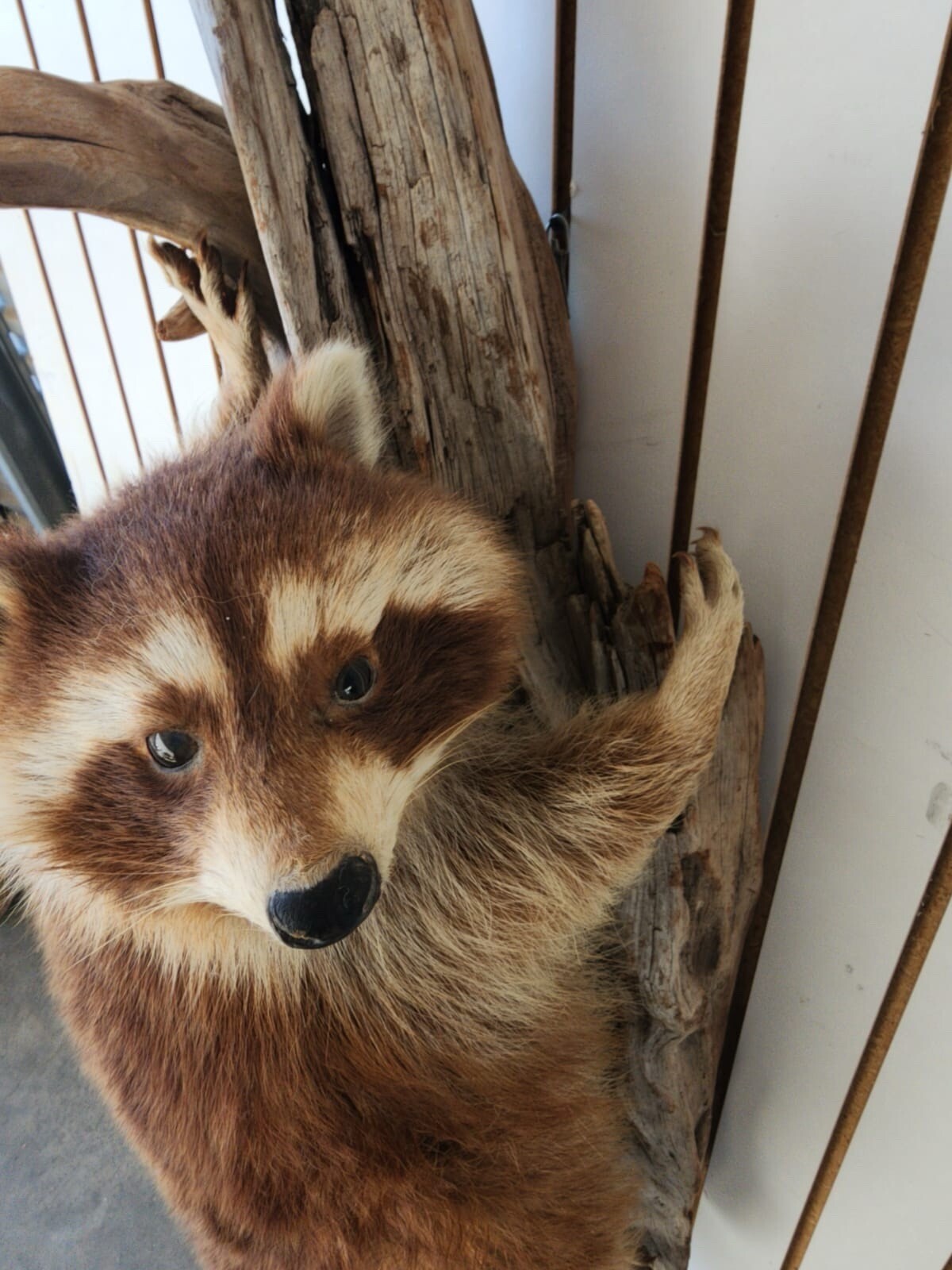 Big FAT Cinnamon Phase Raccoon Full Body Taxidermy Mount