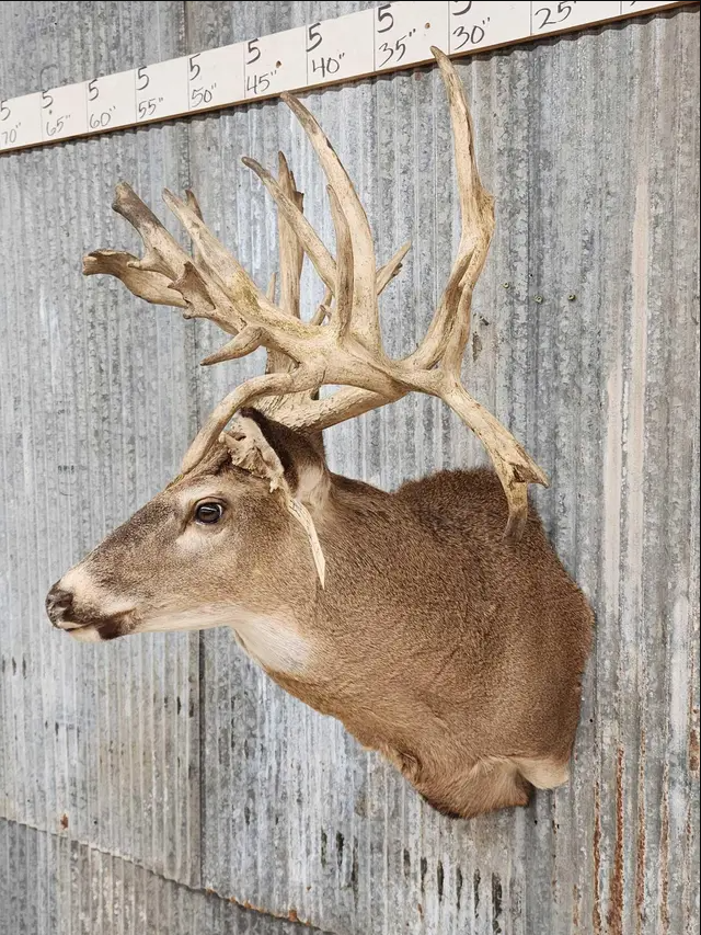 White Tail Deer Real  HUGE Antler  Taxidermy Wall Mount 300 CLASS ANTLERS