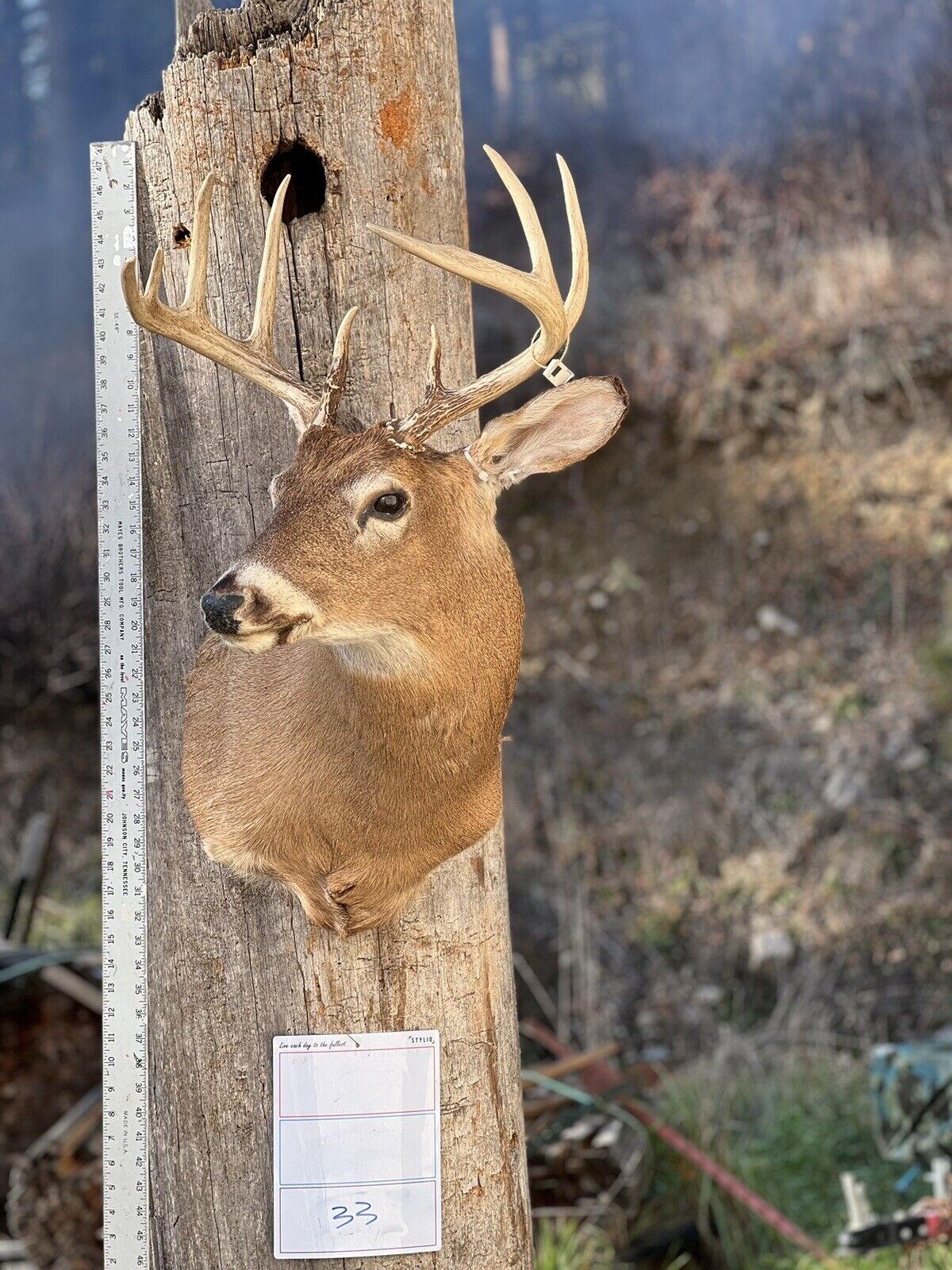 Shoulder Mount   White Tail Deer Real  Antler  Taxidermy Wall Mount