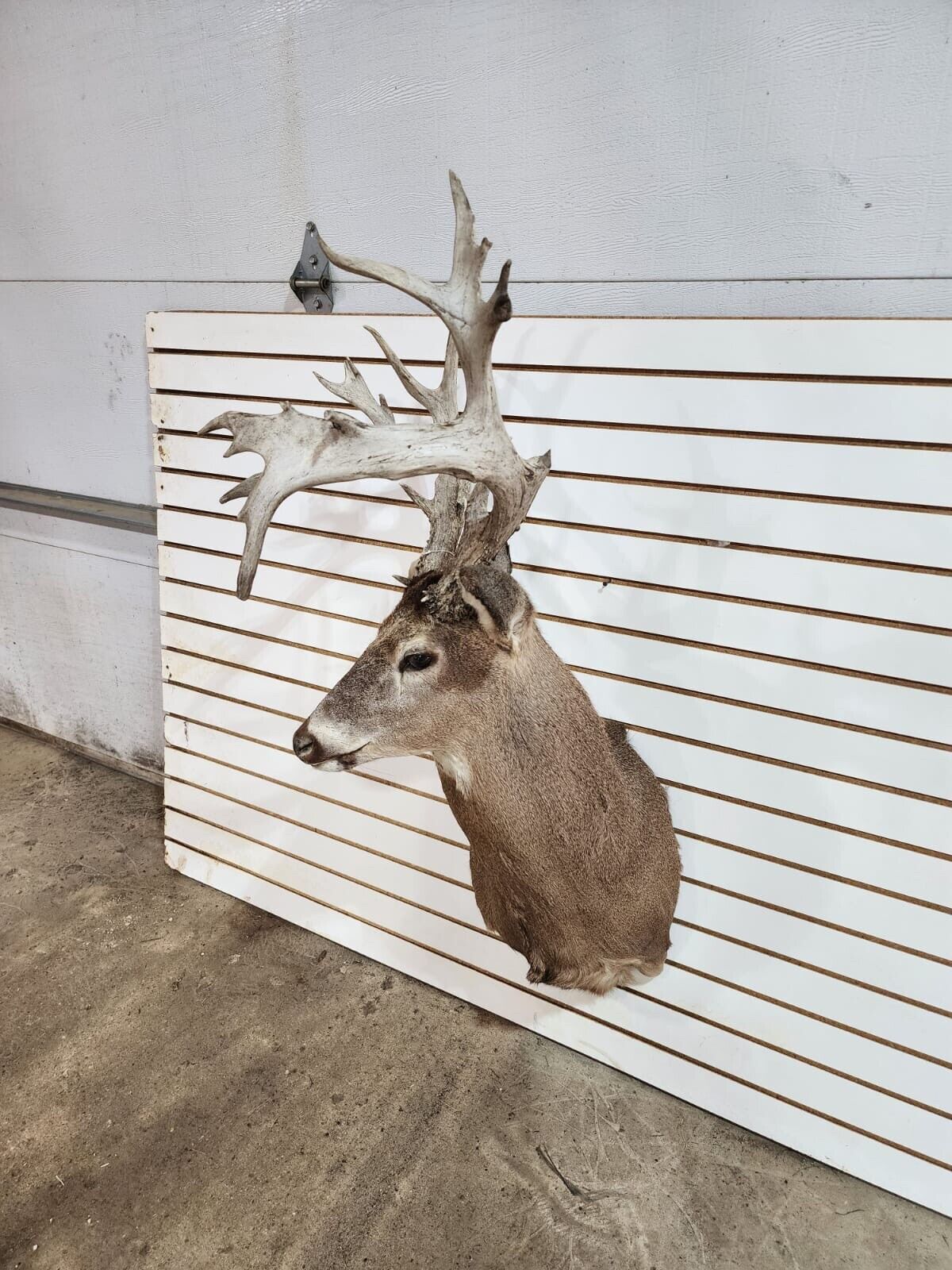 White Tail Deer Real  Antler  Taxidermy Wall Mount- shoulder mount