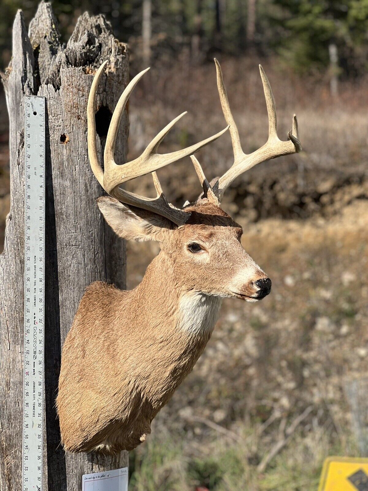 Shoulder Mount   White Tail Deer Real  Antler  Taxidermy Wall Mount