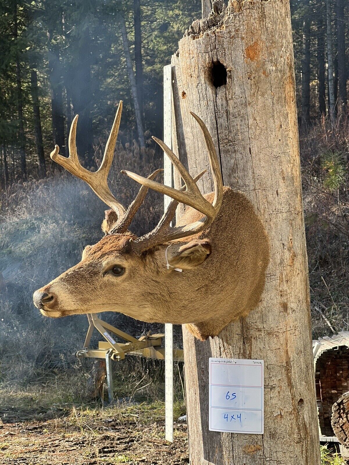 Shoulder Mount   Mule Deer Real  Antler  Taxidermy Wall Mount