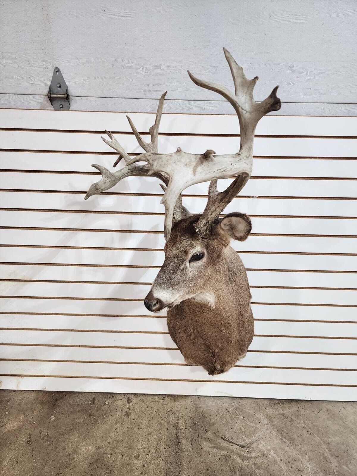 White Tail Deer Real  Antler  Taxidermy Wall Mount- shoulder mount