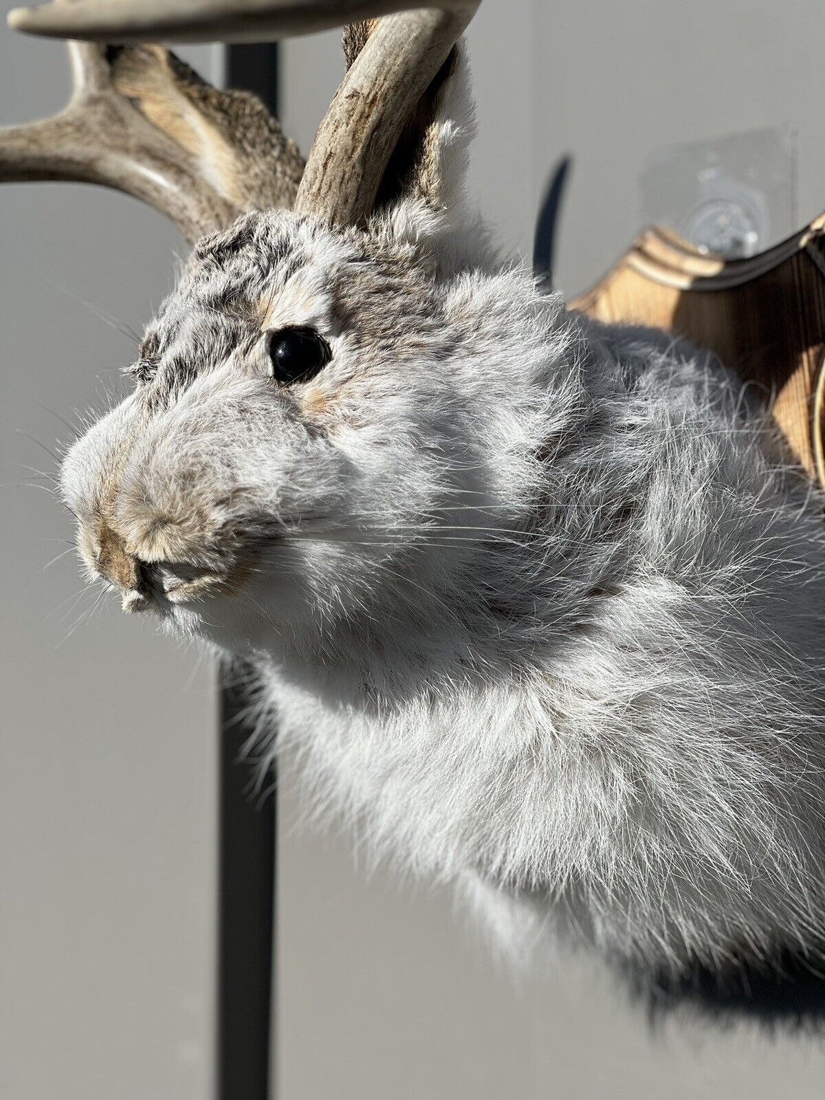 New Fluffy  Jackalope Taxidermy Wall Hanging Deer Jack Rabbit Antlers