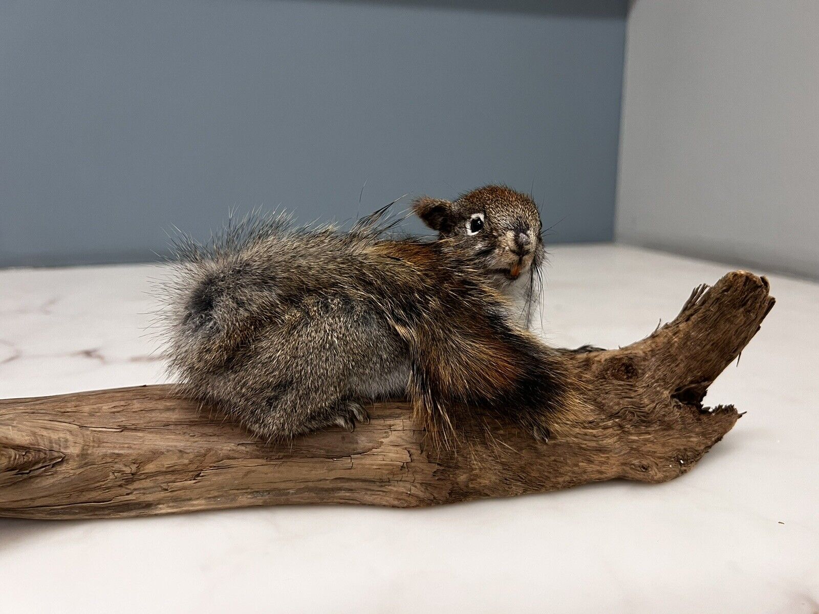 Red Squirrel Beautiful Adorable Taxidermy Mount Wooden Base