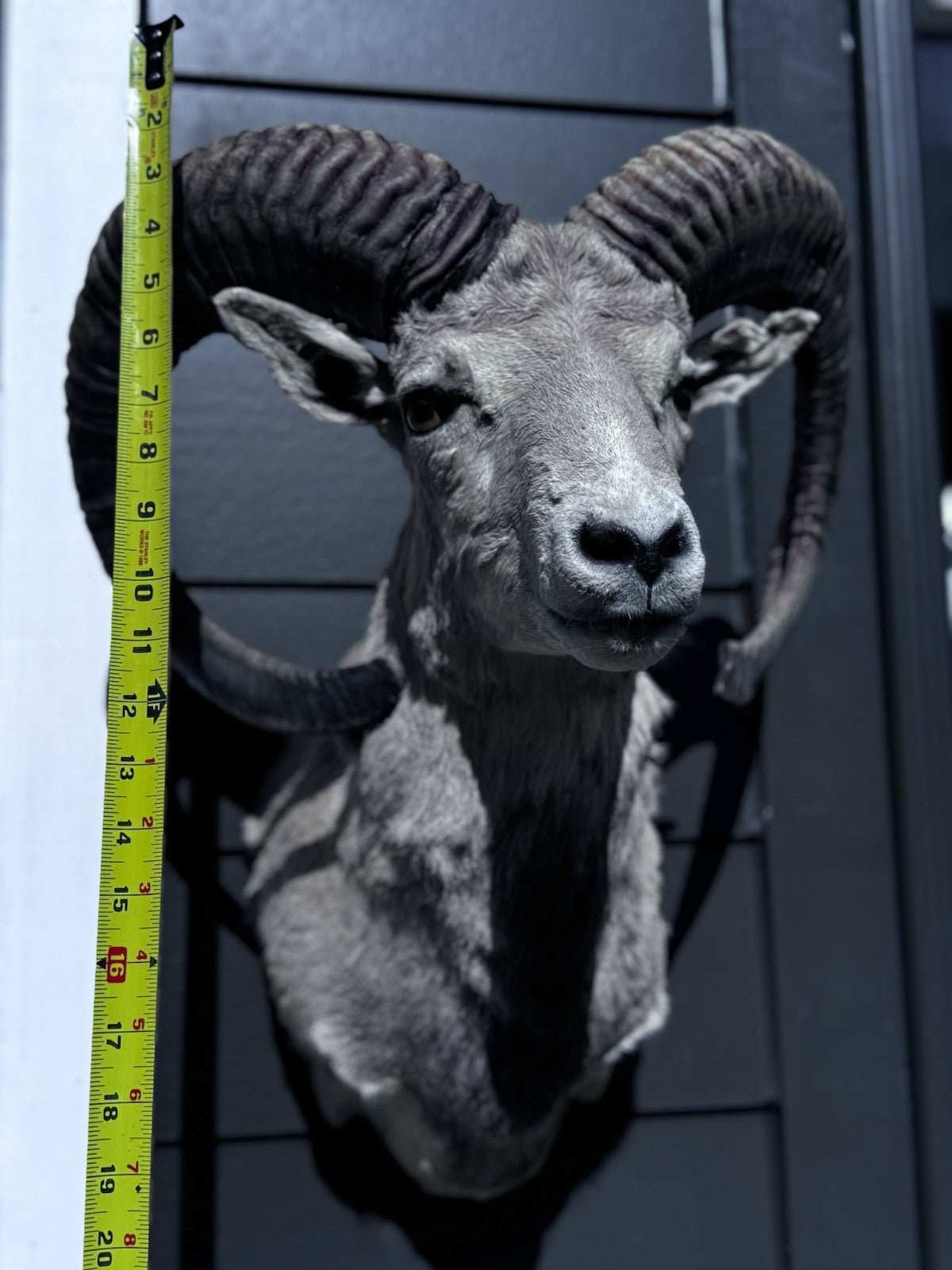 Mouflon sheep taxidermy mount