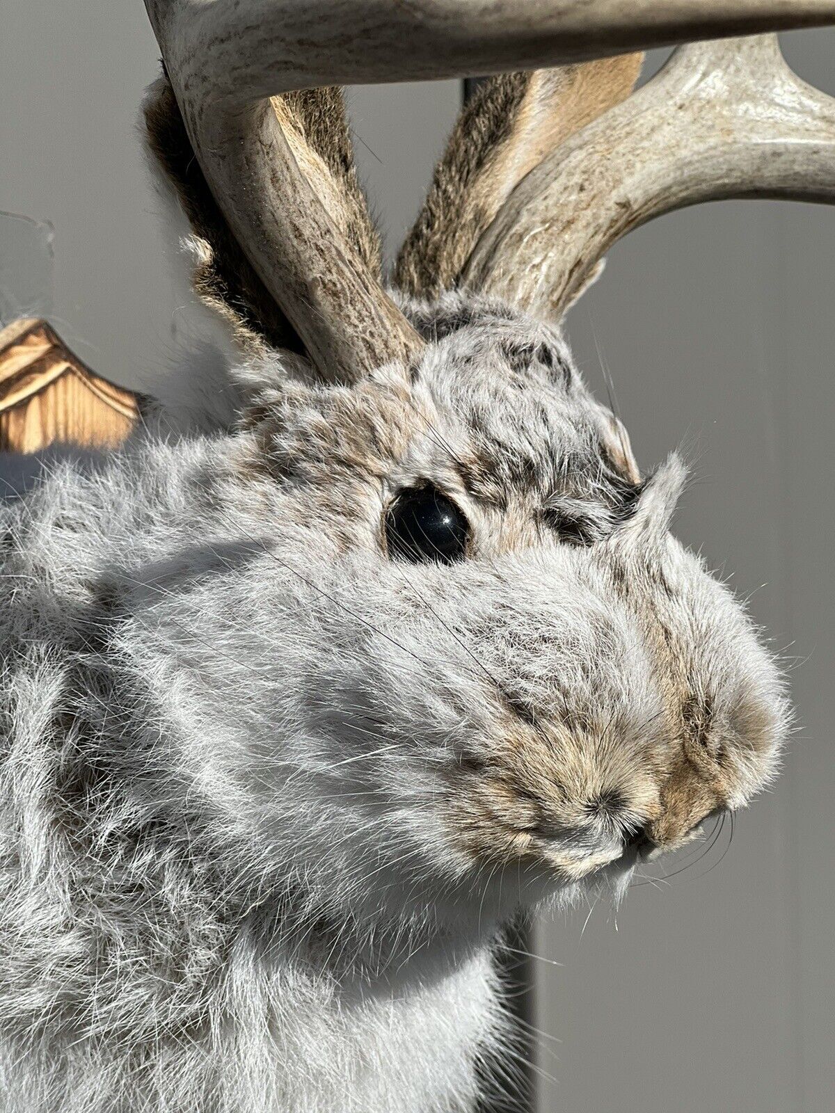 New Fluffy  Jackalope Taxidermy Wall Hanging Deer Jack Rabbit Antlers