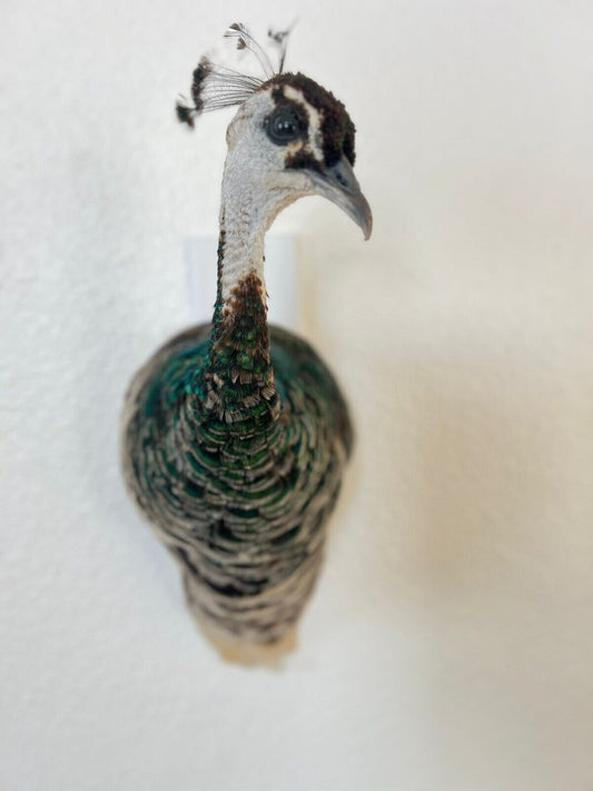 Museum quality FEMALE PEACOCK  Shoulder Taxidermy WALL-Mount