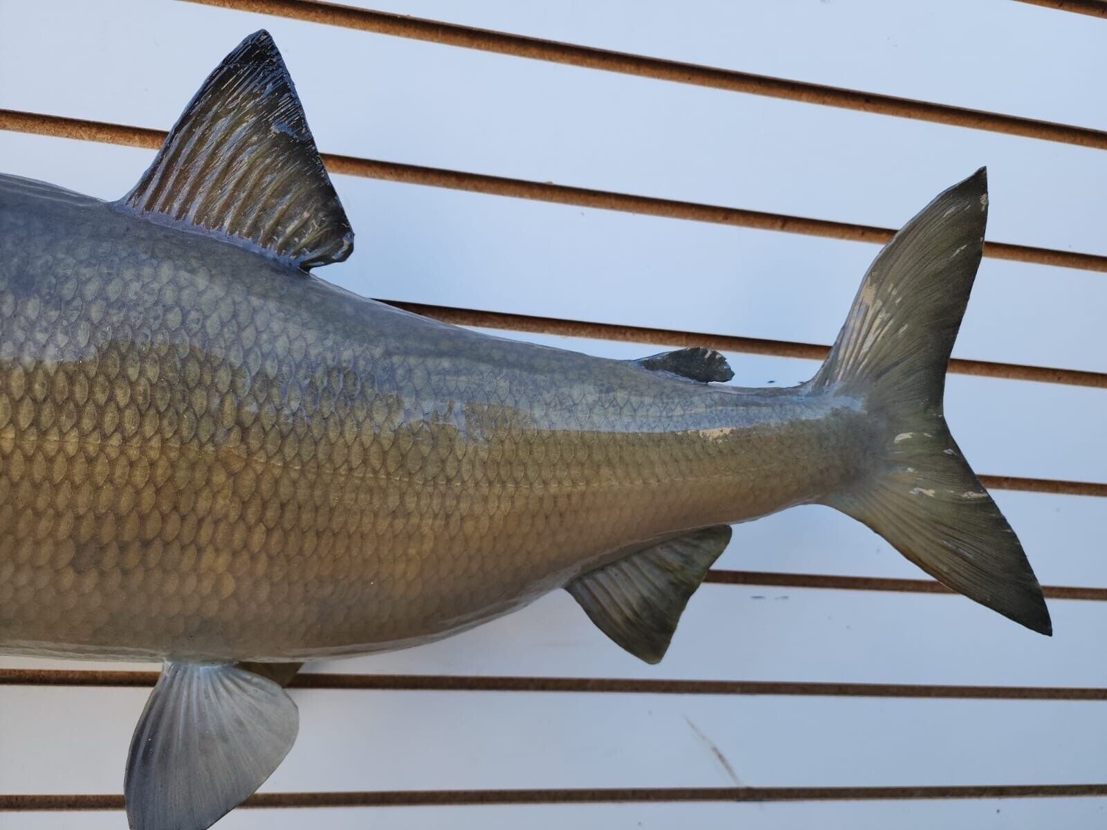 Big 31" Carp Real Skin Fish Taxidermy
