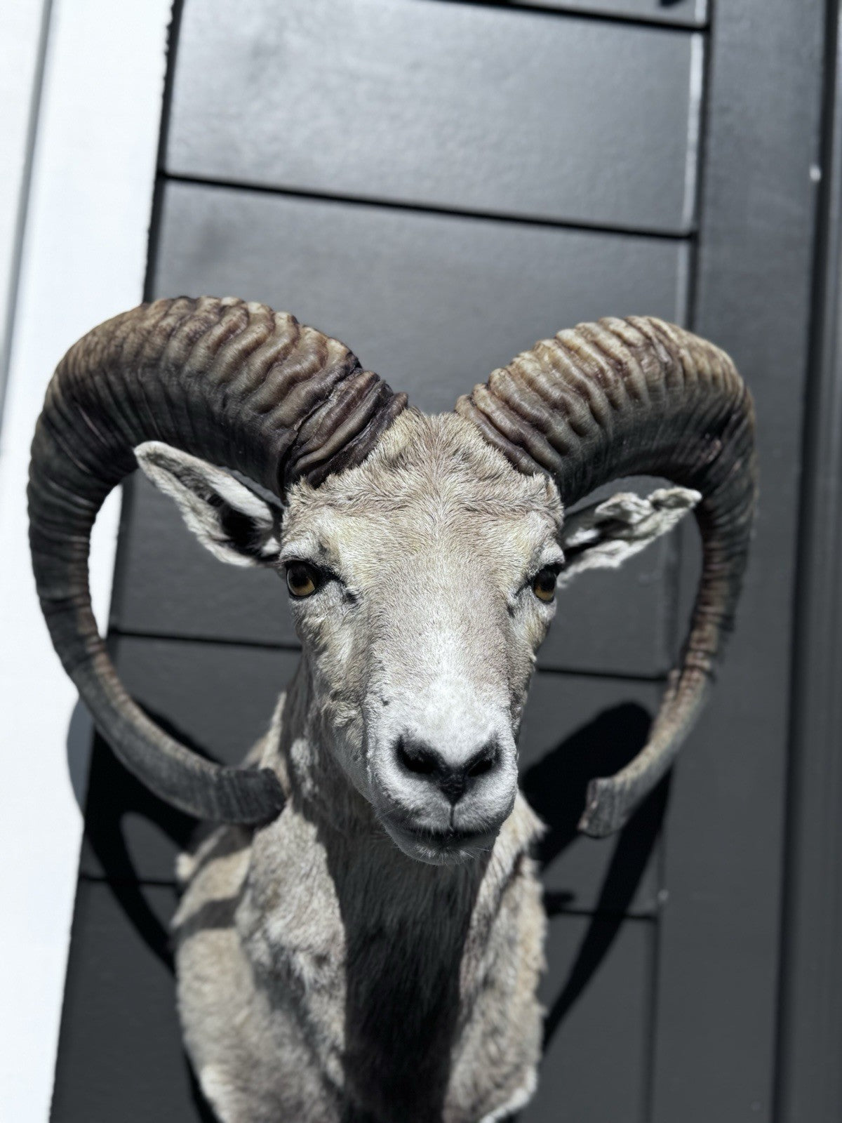 Mouflon sheep taxidermy mount