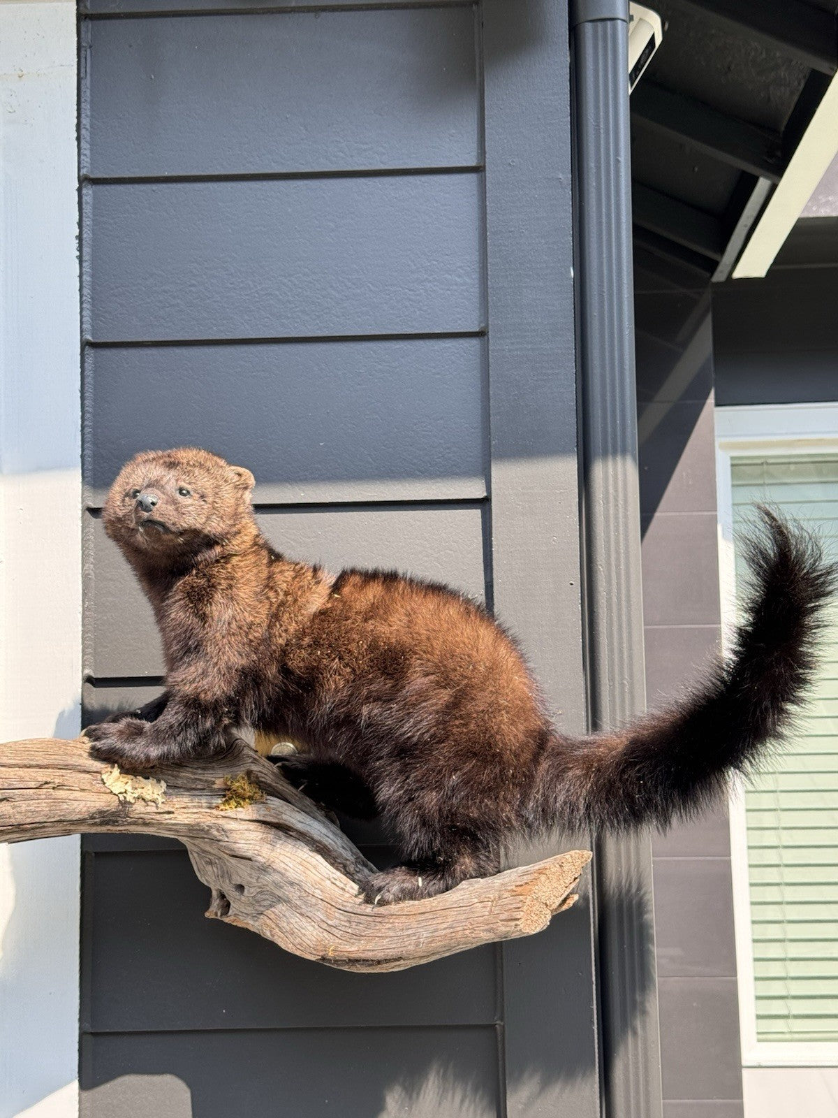 Fisher Life-Size Taxidermy Wall Mount