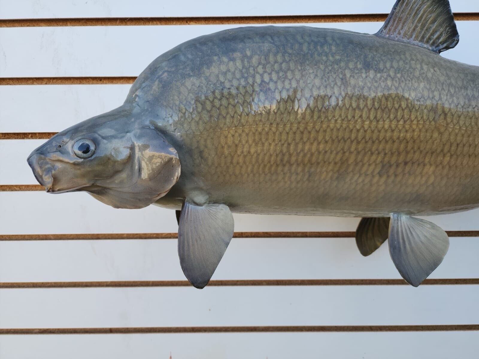 Big 31" Carp Real Skin Fish Taxidermy