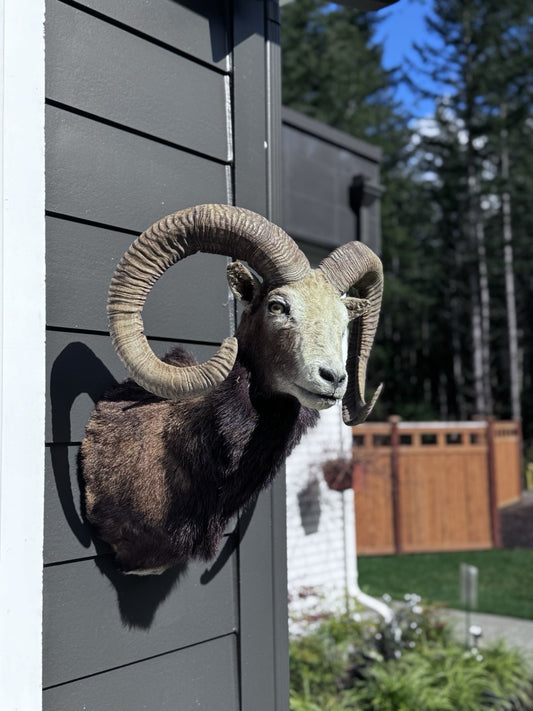 Mouflon sheep taxidermy mount