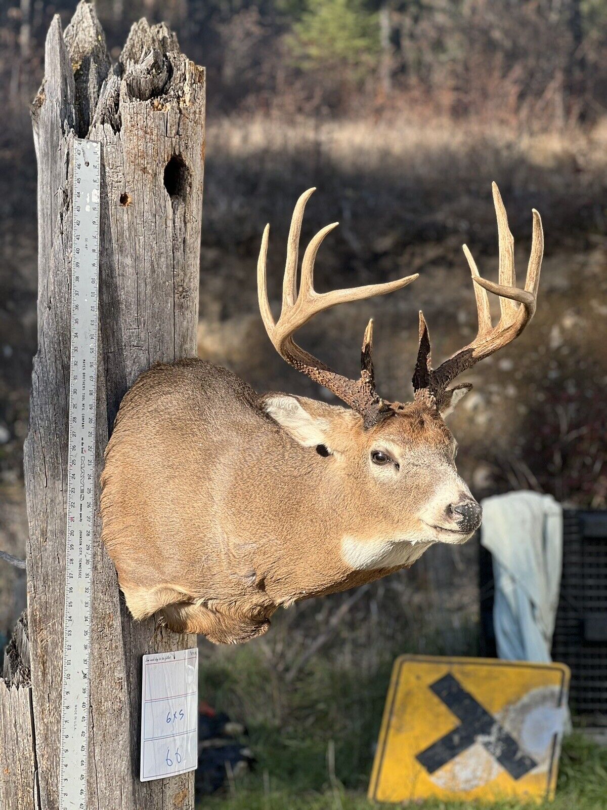 Shoulder Mount   White Tail Deer Real  Antler  Taxidermy Wall Mount 6X5