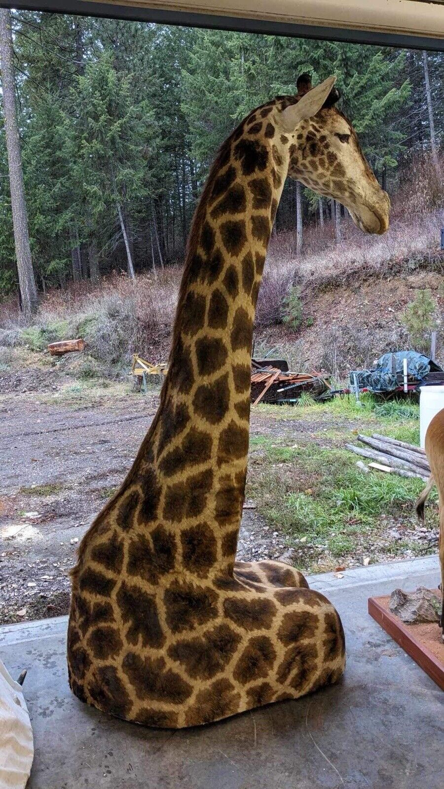 African Giraffe Taxidermy Shoulder Mount