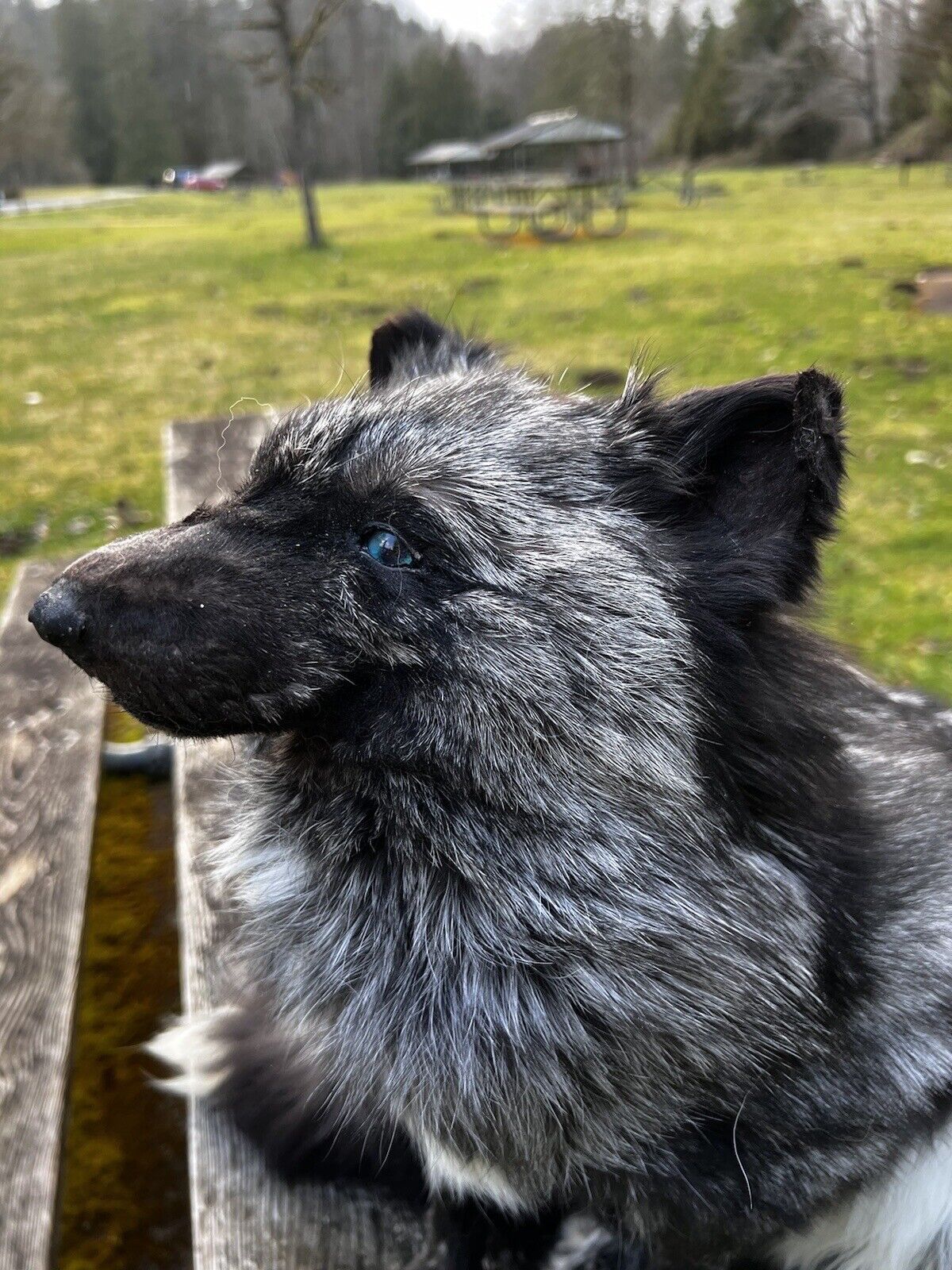 Gray  Fox Life Size Taxidermy Mount
