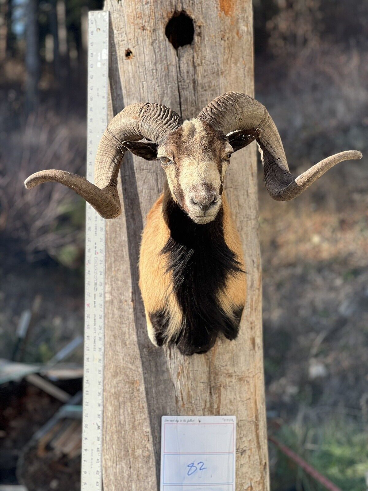 Corcican Ram Sheep Shoulder Mount Taxidermy