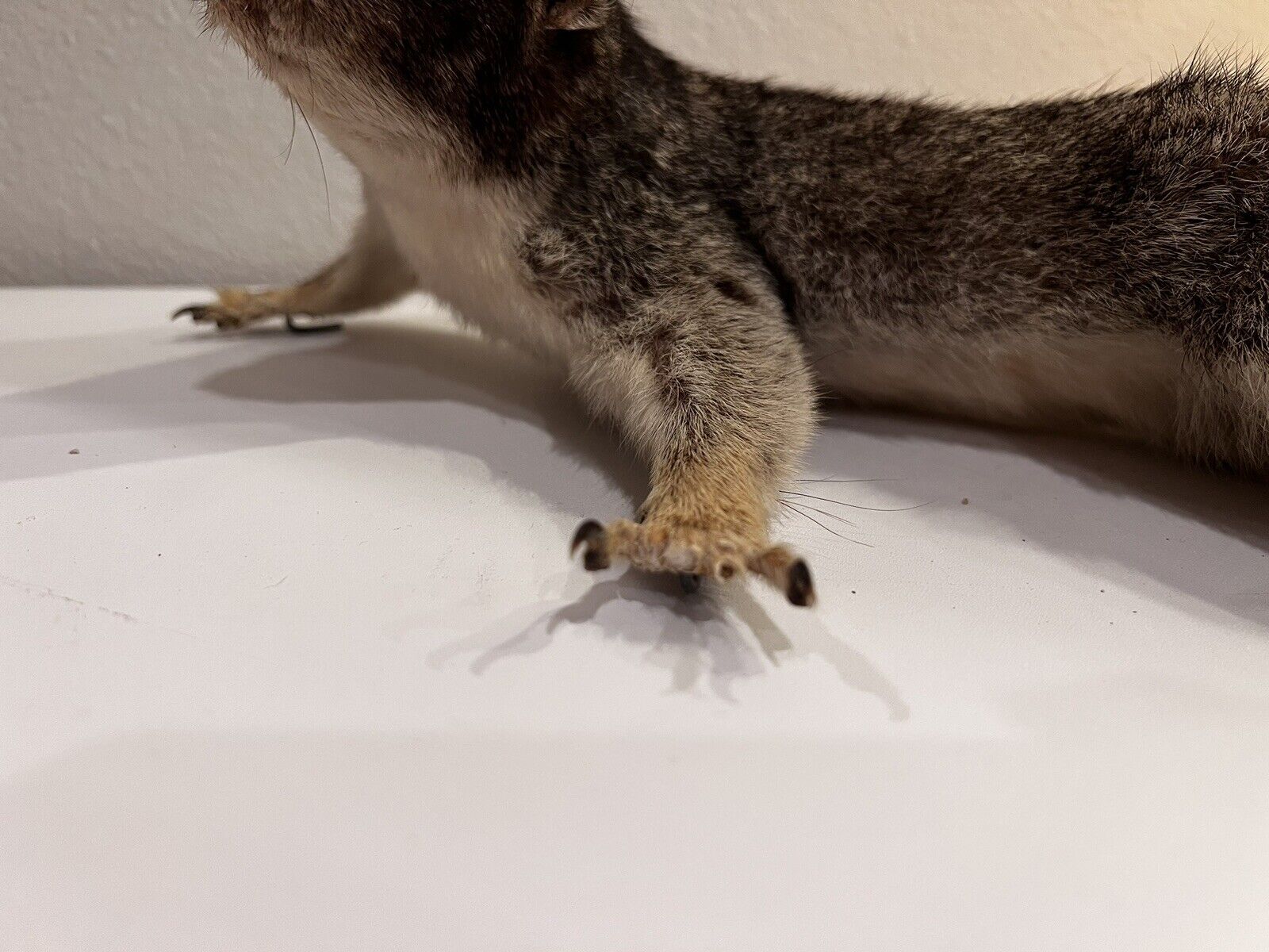 Flying Squirrel Beautiful Adorable Taxidermy Wall-Mount Wooden Base