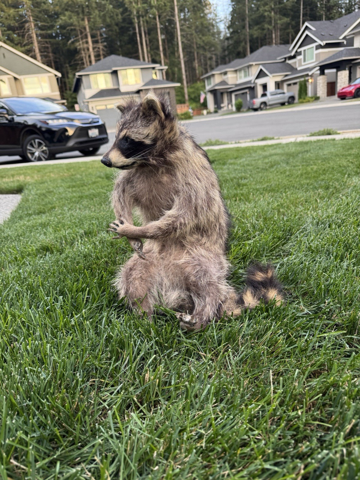 Raccoon Full Body Taxidermy Mount