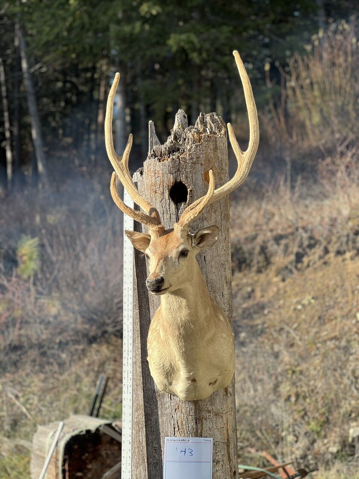 Axis Deer Real Velvet Antler  Taxidermy Wall Shoulder Mount