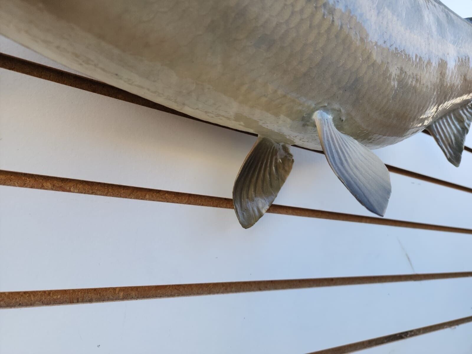 Big 31" Carp Real Skin Fish Taxidermy