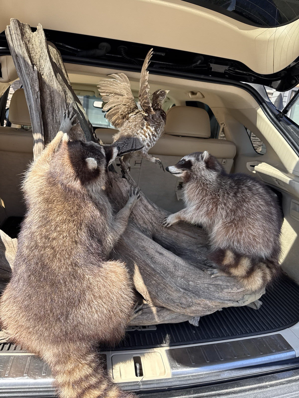Two Raccoon Full Body Taxidermy Wall Mount  /  Long Fluffy Fur on  Wooden Log