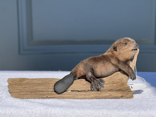 Museum Quality Beautiful Adorable Fatty Beaver Kit Taxidermy Mount Art Wildlife